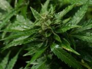 Sorpresa a tocar de Parets: descobreixen un cultiu de marihuana en un soterrani a Montmeló